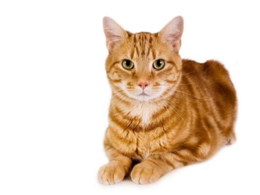 Gato de pelo corto Gato de pelo corto