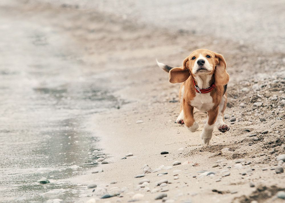 Playas para perros. parte 2