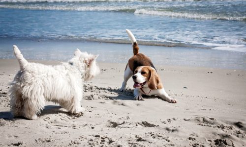 Playas para perros