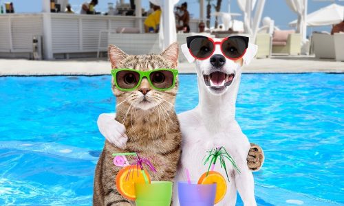 ¿Cómo evitar un golpe de calor en nuestras mascotas?