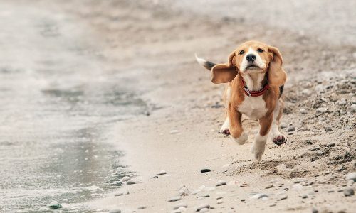 Playas para perros. parte 2