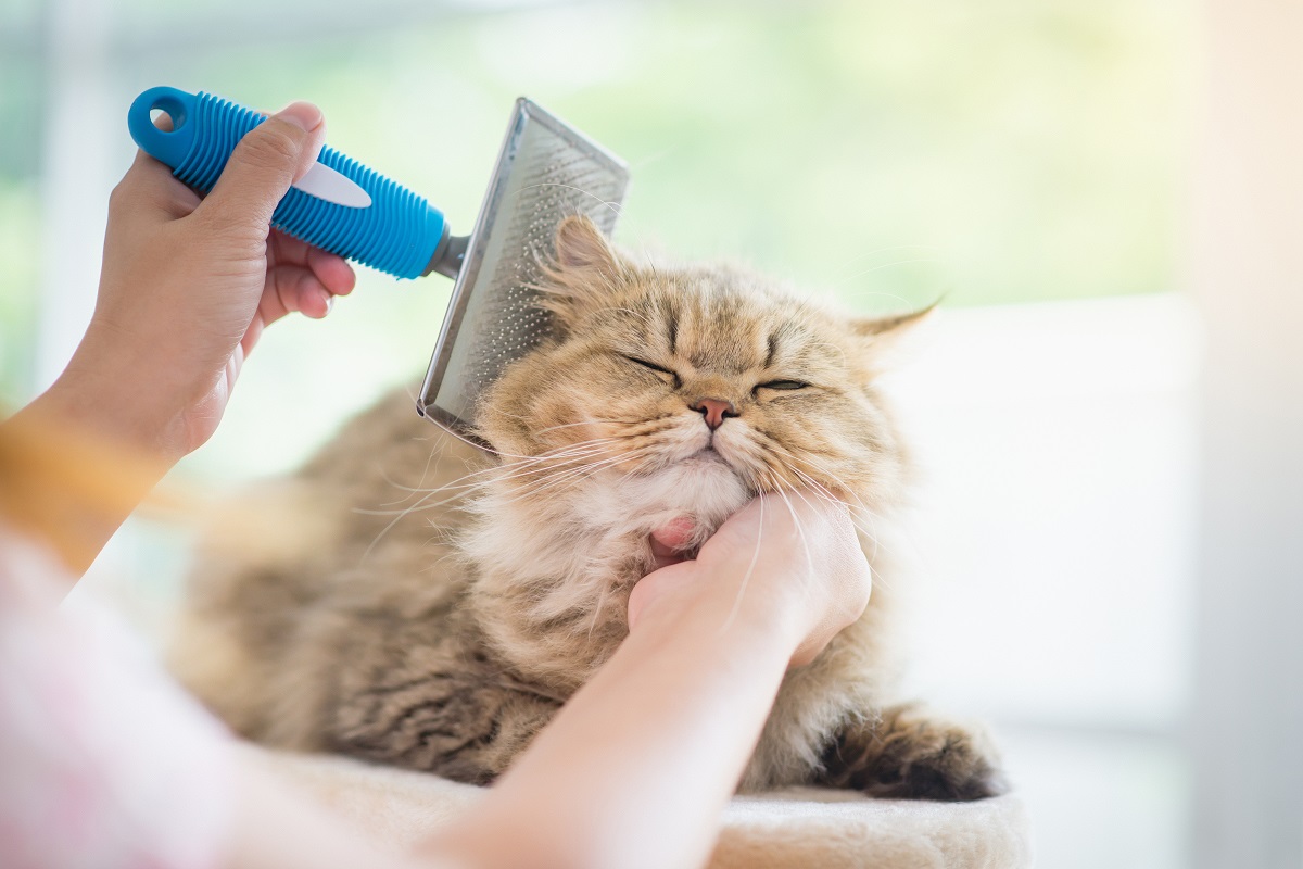 Beneficios de cepillar a nuestro gato