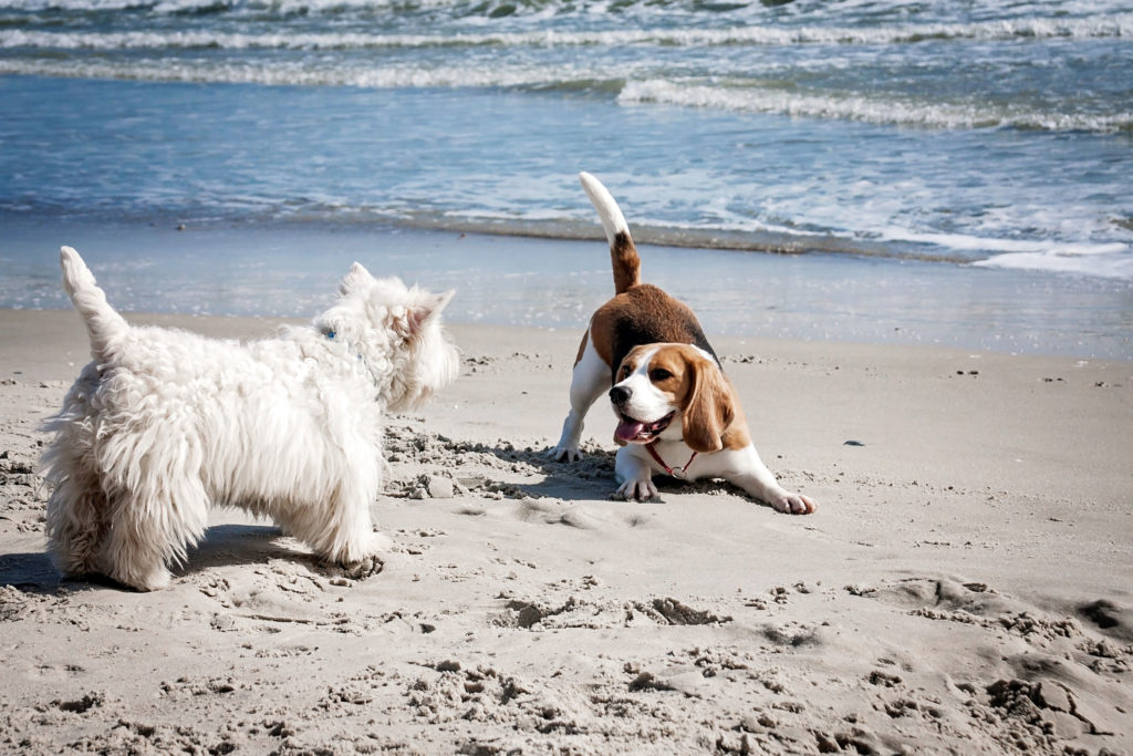 Playas para perros